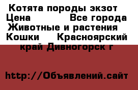 Котята породы экзот › Цена ­ 7 000 - Все города Животные и растения » Кошки   . Красноярский край,Дивногорск г.